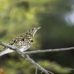 3018年に宮城県で出会ったトラツグミです