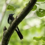 2018年に宮城県で出会ったサンコウチョウです