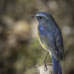 2017年、宮城県で出会ったルリビタキです