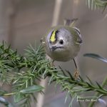 2017年に撮影しtキクイタダキです