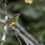 2018年に、宮城県で撮影したアオジです
