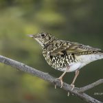 3018年に宮城県で出会ったトラツグミです