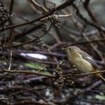 2018年に出会ったジョウビタキ♀です