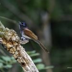 2018年に宮城県で出会ったサンコウチョウです