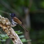 2018年に宮城県で出会ったサンコウチョウです