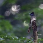 2018年に宮城県で出会ったサンコウチョウです