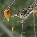 3018年に宮城県で出会った「柿とトラツグミ」です