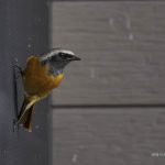 2018年に出会ったジョウビタキです