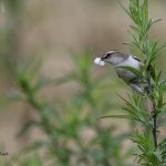 2018年、宮城県で出会ったセッカです。