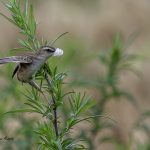 2018年、宮城県で出会ったセッカです。
