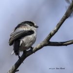 2017年に撮影したエナガです