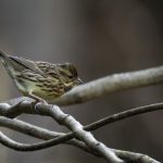 2018年に、宮城県で撮影したアオジです