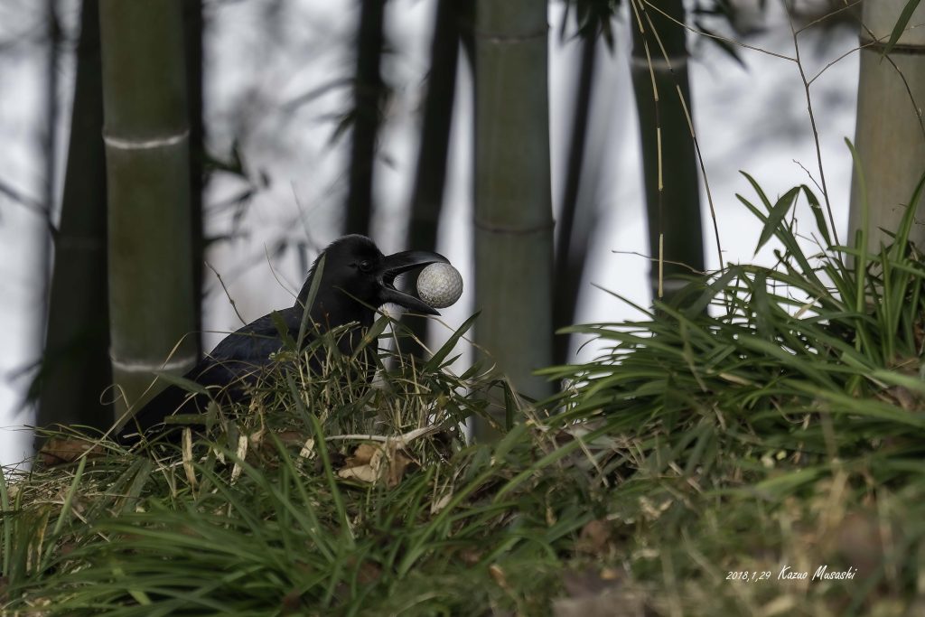 ゴルフボールをくわえたカラスです