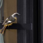 2018年に出会ったジョウビタキです