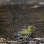 2017年、宮城県で出会ったメジロです