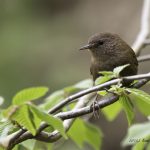 2017年、宮城県で撮れたミソサザイです。