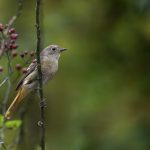 2018年に出会ったジョウビタキ♀です