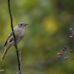 2018年に出会ったジョウビタキ♀です
