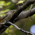 2018年に出会ったジョウビタキ♀です