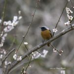 2017年、宮城県で出会ったジョウビタキです