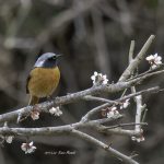 2017年、宮城県で出会ったジョウビタキです