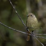 2018年に出会ったジョウビタキ♀です