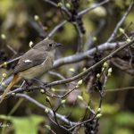 2018年に出会ったジョウビタキ♀です