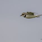 2018年に宮城県で出会ったコチドリです