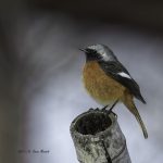 2017年、宮城県で出会ったジョウビタキです