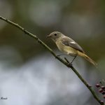 2018年に出会ったジョウビタキ♀です