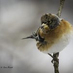 2017年に撮影したアトリです