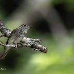 2018年、宮城県で撮影したコサメビタキです。