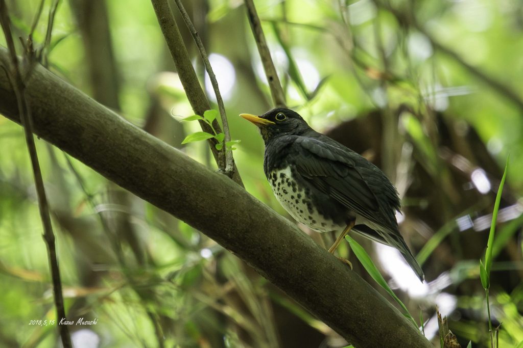 2018年に宮城県で出会ったクロツグミです