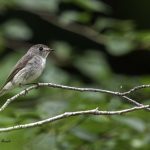 2018年、宮城県で撮影したコサメビタキです。