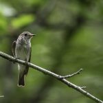 2018年、宮城県で撮影したコサメビタキです。