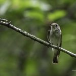 2018年、宮城県で撮影したコサメビタキです。