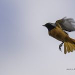 2018年に出会ったジョウビタキです