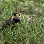 2018年、宮城県で撮影したヤマガラです