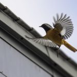 2018年に出会ったジョウビタキです