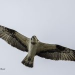 2018年に宮城県で撮影したミサゴです