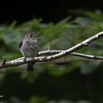 2018年、宮城県で撮影したコサメビタキです。