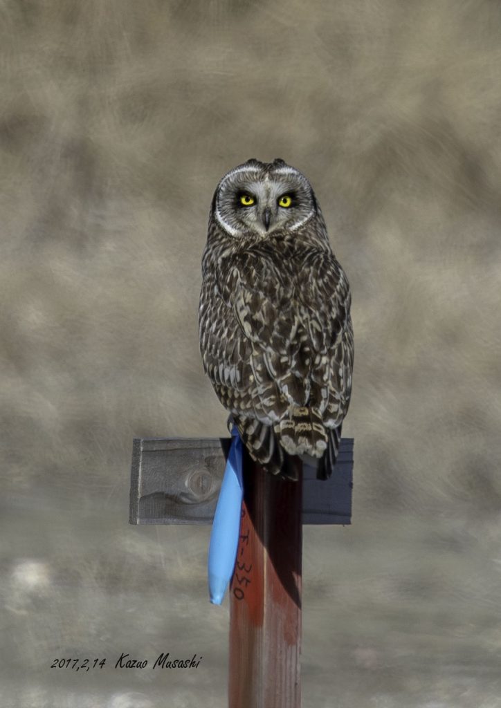 2017年に出会ったコミミズクです