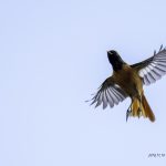 2018年に出会ったジョウビタキです