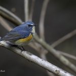 2018年、宮城県で撮影したルリビタキです