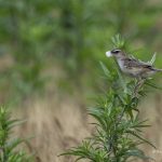 2018年、宮城県で出会ったセッカです。