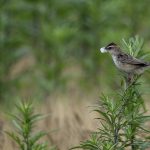 2018年、宮城県で出会ったセッカです。