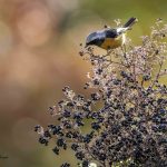 2018年に出会ったジョウビタキです