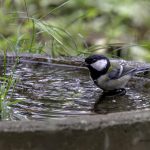 2018年に出会った水浴びシジュウカラです。