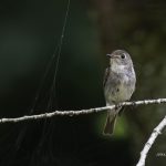 2018年、宮城県で撮影したコサメビタキです。