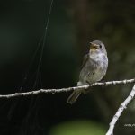 2018年、宮城県で撮影したコサメビタキです。